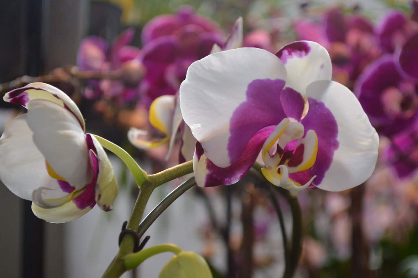Pacific Orchid and Garden Exposition